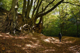 Thumbnail for 6815439