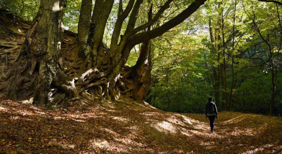 Thumbnail for 6815439