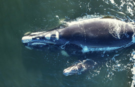 Thumbnail for 6815502