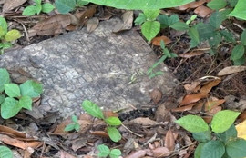 Thumbnail for 6816062