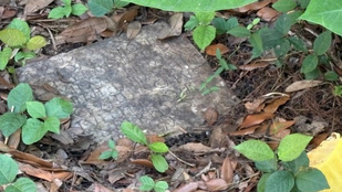 Thumbnail for 6816062