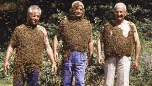 Thumbnail for 6816635