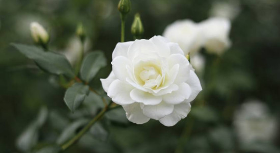 Thumbnail for 6816742