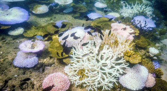 Thumbnail for 6817809