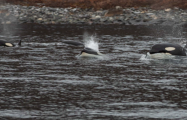 Thumbnail for 6818561