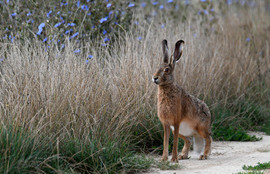 Thumbnail for 6819651