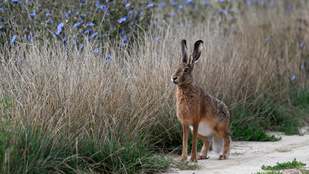 Thumbnail for 6819651