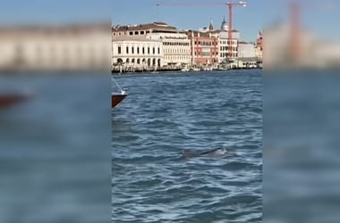 Thumbnail for 6819754