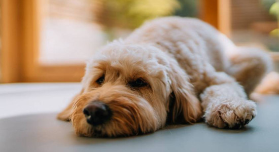 Thumbnail for 6820283