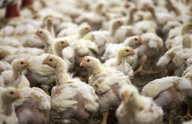 Thumbnail for 6820628