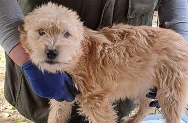 Thumbnail for 6820780