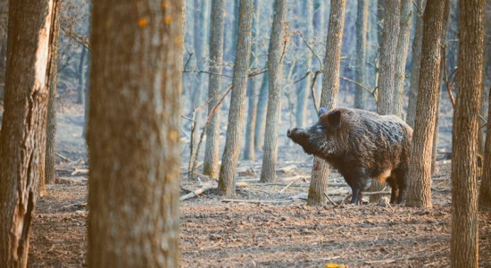 Thumbnail for 6821233