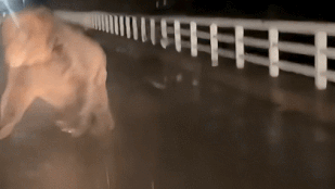 Thumbnail for 6821636