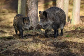 Thumbnail for 6821751