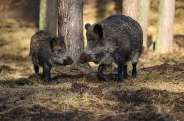 Thumbnail for 6821751