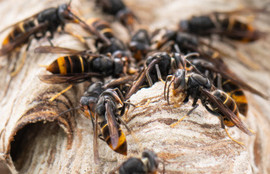 Thumbnail for 6822504