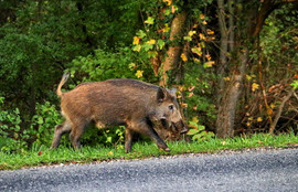 Thumbnail for 6822812