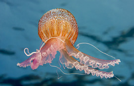 Thumbnail for 6823969