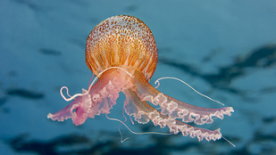 Thumbnail for 6823969