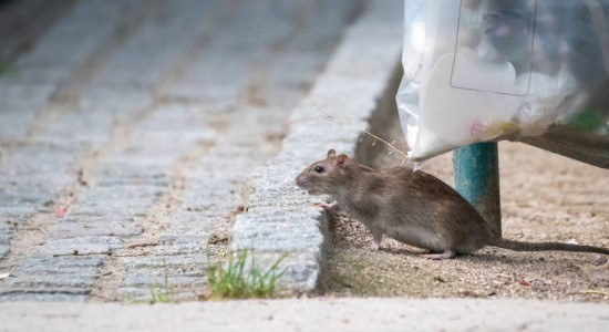 Thumbnail for 6824922