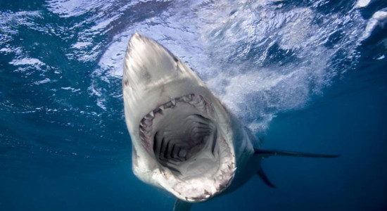 Thumbnail for 6824991