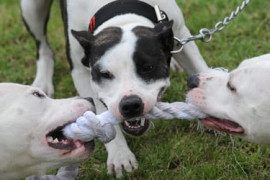 Thumbnail for 6825058