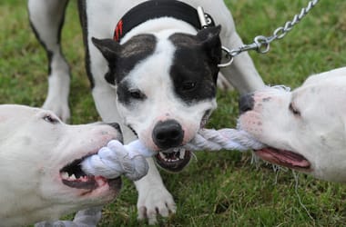 Thumbnail for 6825058