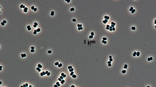 Thumbnail for 6825400