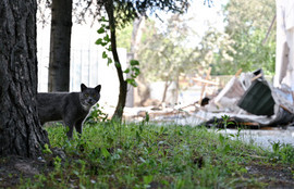 Thumbnail for 6825822