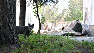 Thumbnail for 6825822