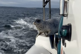 Thumbnail for 6825921