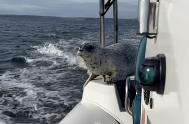 Thumbnail for 6825921