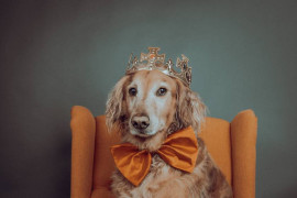 Thumbnail for 6827709