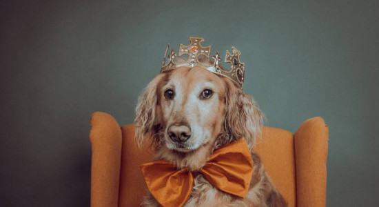 Thumbnail for 6827709