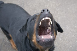 Thumbnail for 6828284