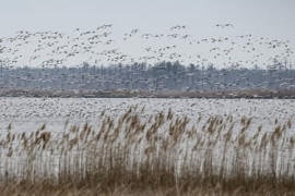 Thumbnail for 6828950