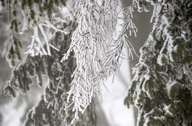 Thumbnail for 6829998