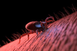 Thumbnail for 6830338