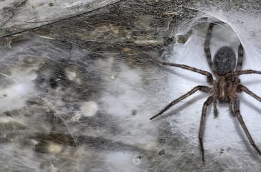 Thumbnail for 6831083