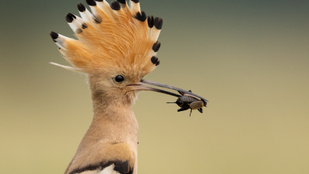 Thumbnail for 6831122