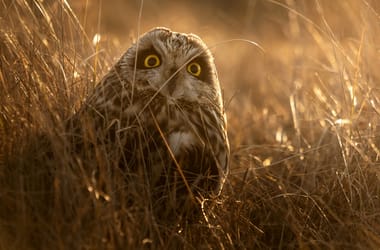 Thumbnail for 6832131