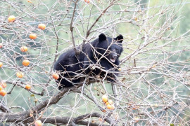 Thumbnail for 6832459