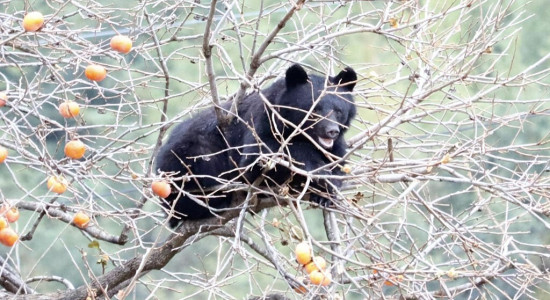 Thumbnail for 6832459