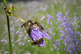 Thumbnail for 6832569