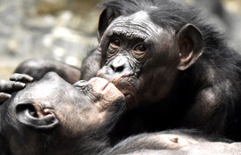 Thumbnail for 6833157