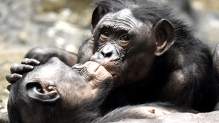 Thumbnail for 6833157