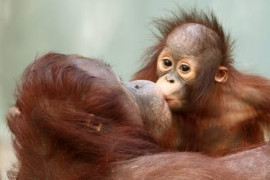 Thumbnail for 6833433