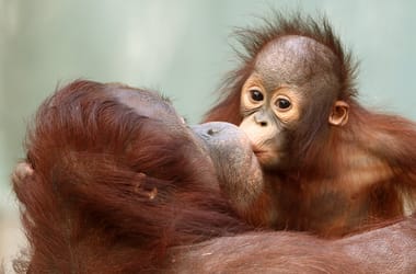 Thumbnail for 6833433