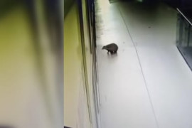 Thumbnail for 6833870