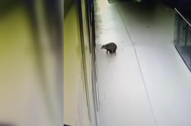 Thumbnail for 6833870